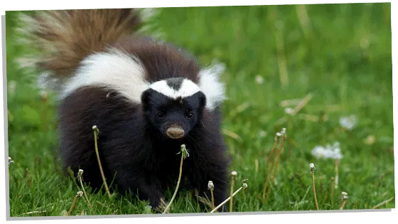 Skunk Totem