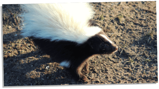 Skunks in the Bible