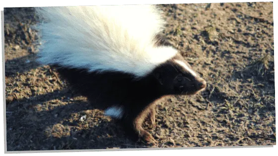 Skunks in the Bible