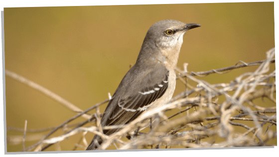 A Mockingbird on a tree