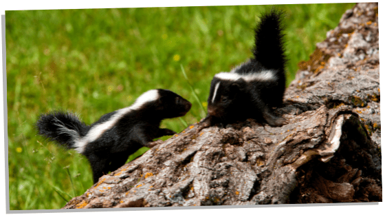 Baby skunk dreams