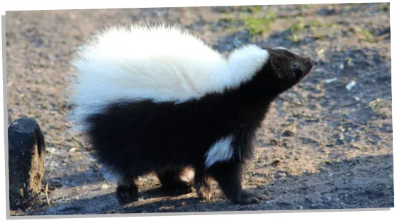 Skunk Symbolism