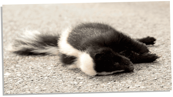 Skunk in dreams