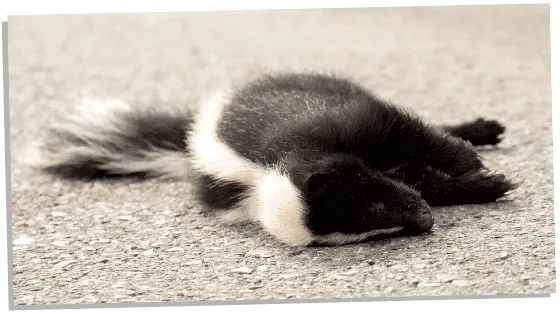 Skunk in dreams