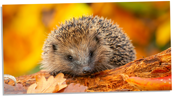 Showing Hedgehog symbolism