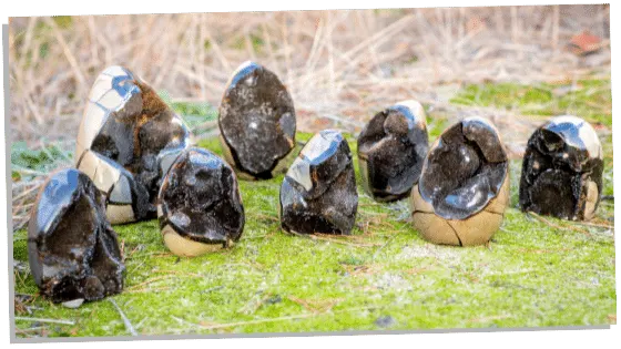 Different varieties of septarian