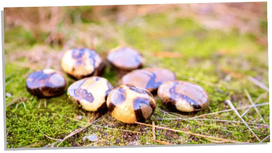 Spiritual Meaning Of Septarian