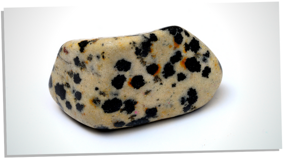 Charging Dalmatian jasper