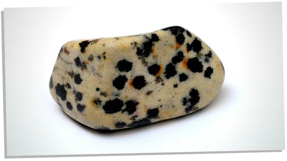 Charging Dalmatian jasper