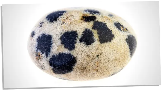 Affirmations to use with Dalmatian Jasper