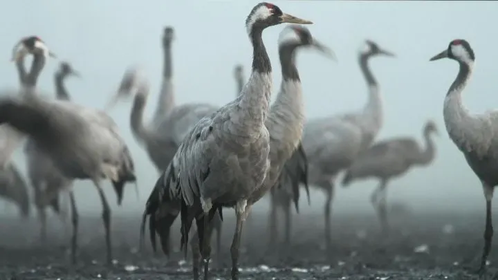 Cranes standing together