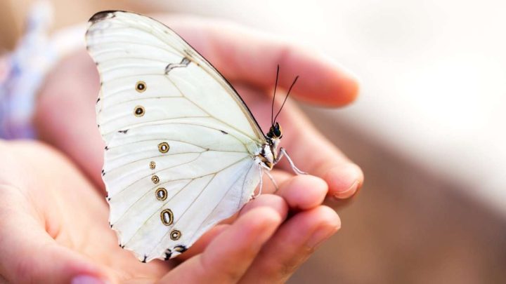 White Butterfly in hand