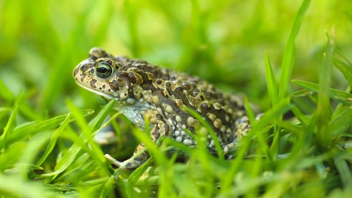 Hidden Meanings: The Amazing Symbolism Of Toads Explored