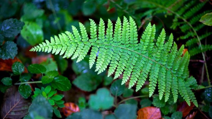 The Amazing Symbolism of Ferns – A Guide to Their Meaning