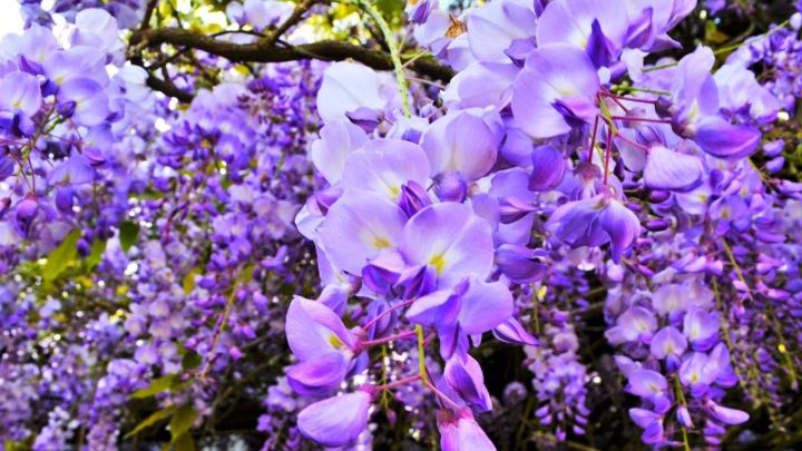 The Beautiful & Mysterious Wisteria: What Does it Symbolise?