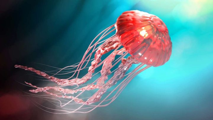 The Mystical Symbolism of Jellyfishes – 10 Amazing Meanings