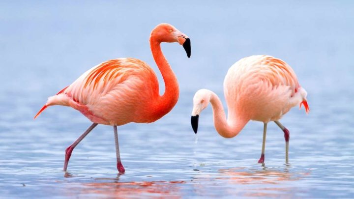 The Secrets of Flamingo Symbolism: 10 Meanings Explored