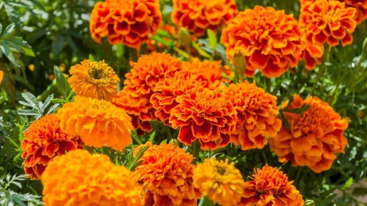 A Deep Dive Into the Symbolism of Marigolds: 10 Meanings