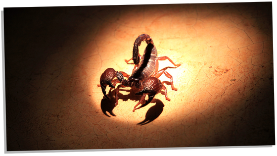 The scorpion as a symbol for power