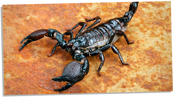 Dangerous scorpion on a rock