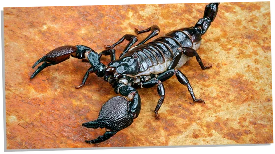 Dangerous scorpion on a rock