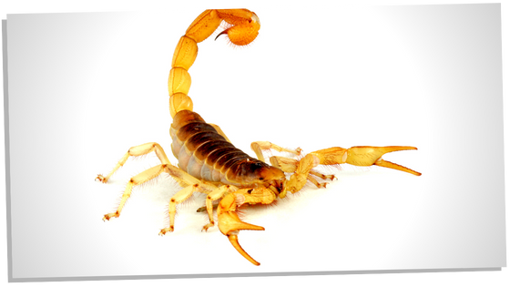 Yellow scorpion