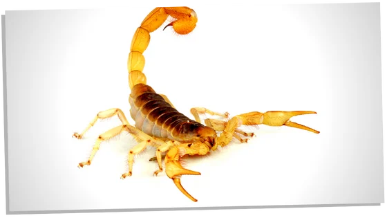 Yellow scorpion