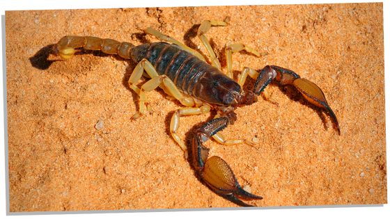 Brown scorpion in the desert