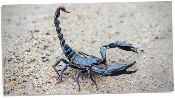 Symbolism of the Scorpion