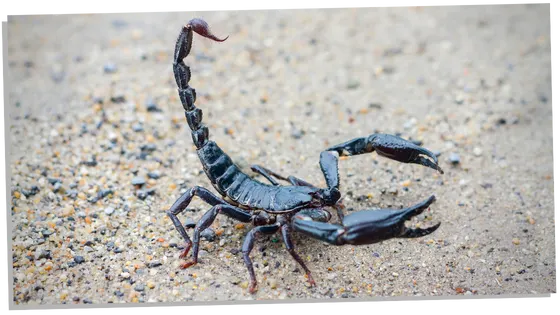 Symbolism of the Scorpion