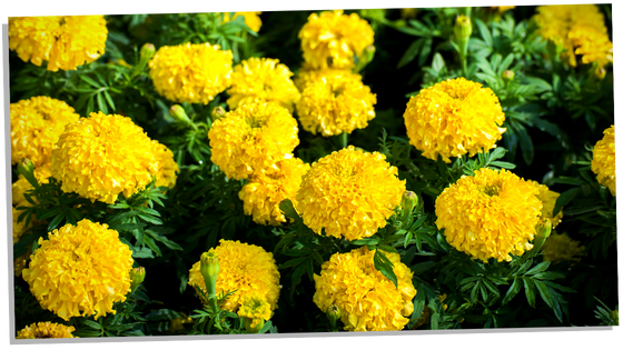 Symbolism of yellow marigolds