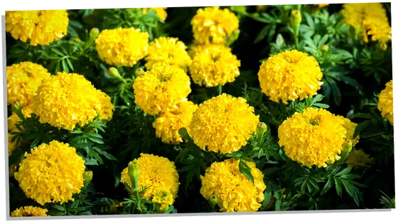 Symbolism of yellow marigolds