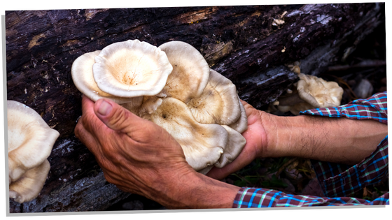 Dreaming about mushrooms