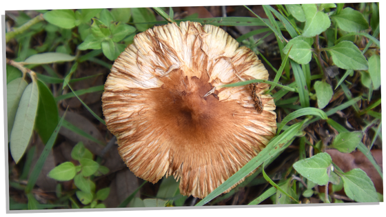 Native americans and mushrooms