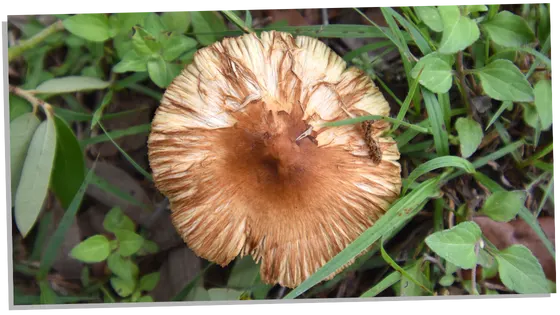 Native americans and mushrooms