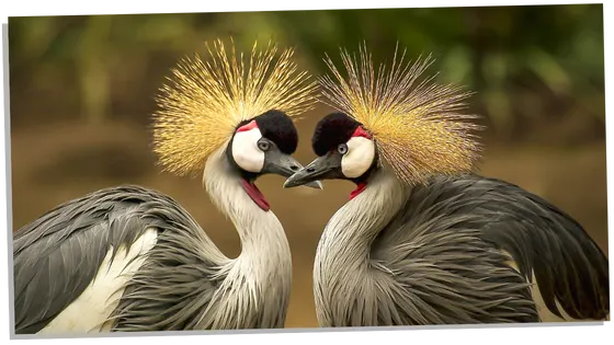 The Grey-Crowned Crane Symbolism