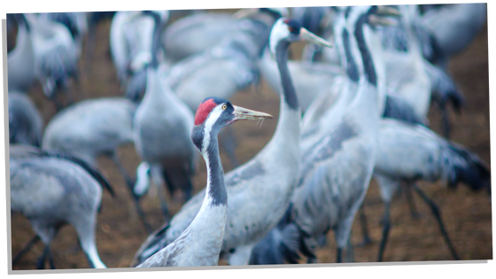 Cranes as spirit animals