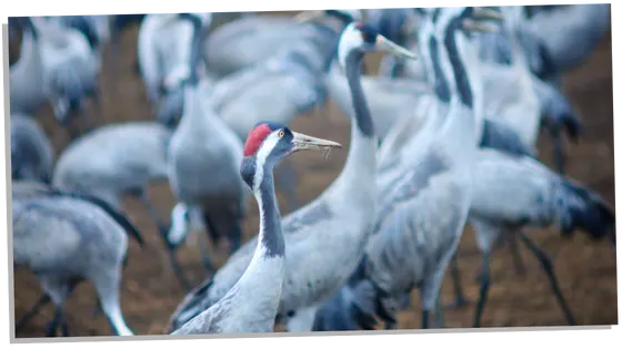 Cranes as spirit animals