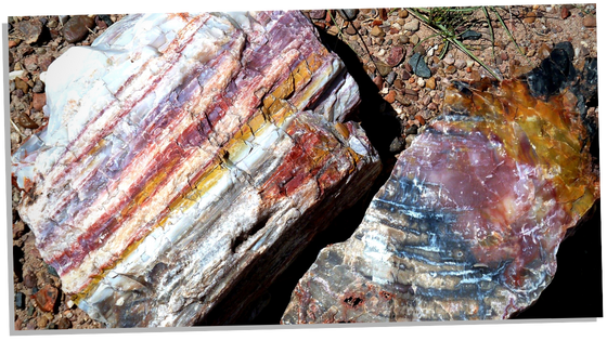 Real Petrified Wood vs fake