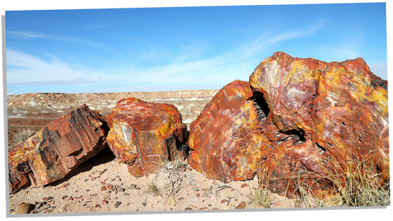 Metaphysical properties of petrified wood