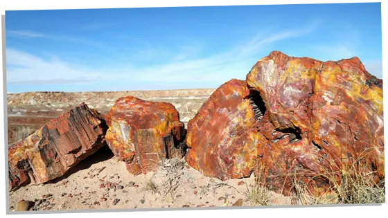 Metaphysical properties of petrified wood