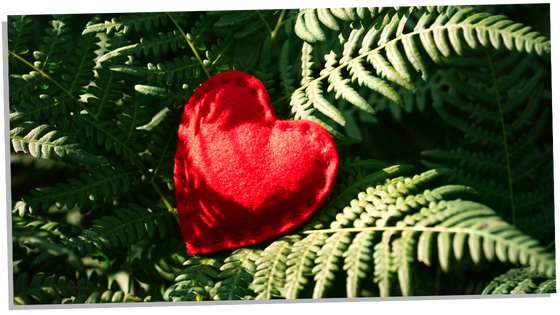 The Fern as a symbol of love