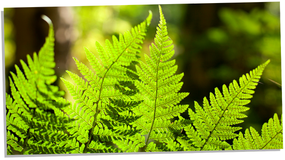 Fern myth