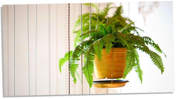 Ferns as healing plants