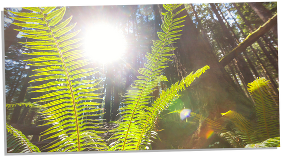 Spiritual meaning of ferns