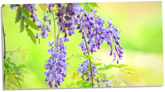 Spiritual meanings of Wisteria