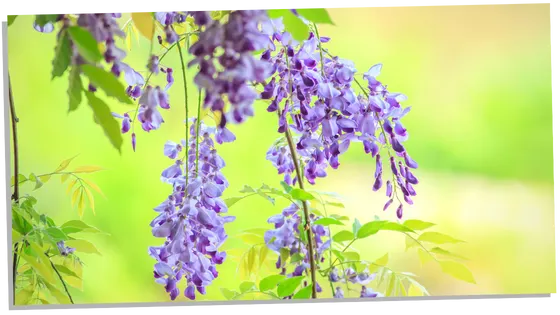 Spiritual meanings of Wisteria