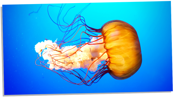 Jellyfish totem