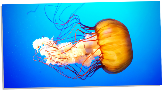 Jellyfish totem