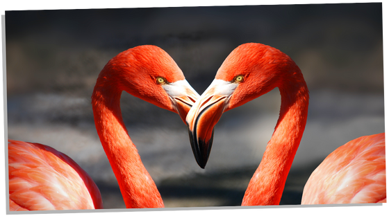 Two flamingos in a heart shape